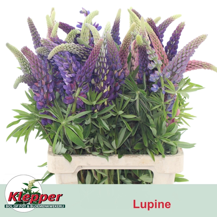 <h4>LUPINUS</h4>