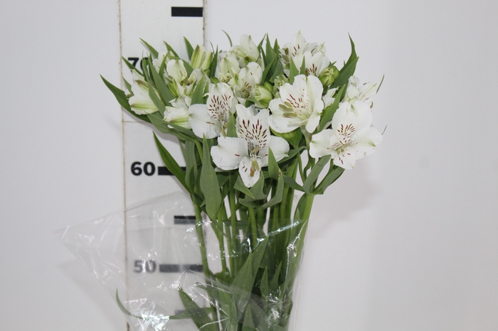 <h4>ALSTROEMERIA WHITNEY 080 CM</h4>