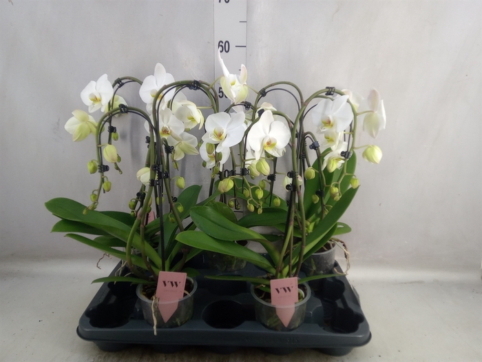 <h4>Phalaenopsis  'Ant Leeds'</h4>