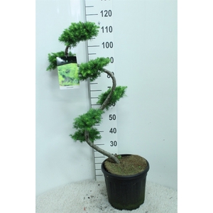 Larix kaempferi