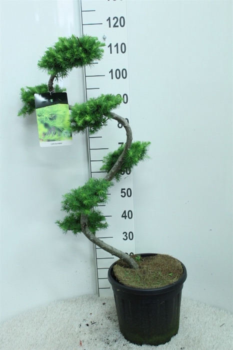 <h4>Larix kaempferi</h4>