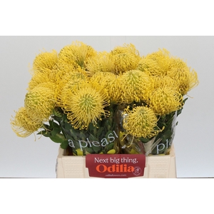 LEUCO CO HIGH GOLD