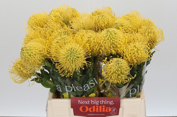 <h4>LEUCO CO HIGH GOLD</h4>