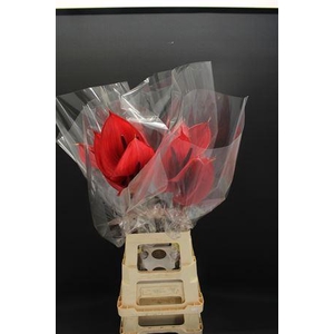 Anthurium Cerato