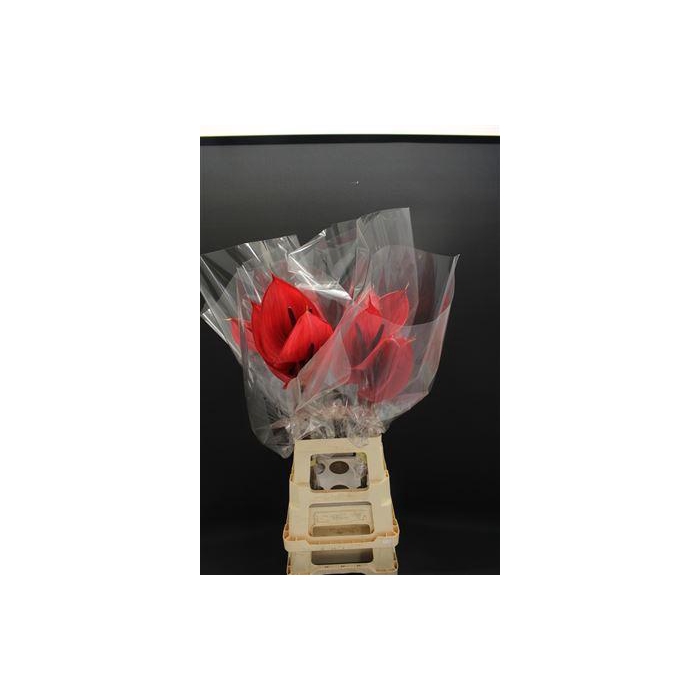 <h4>Anthurium Cerato</h4>