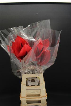 Anthurium Cerato