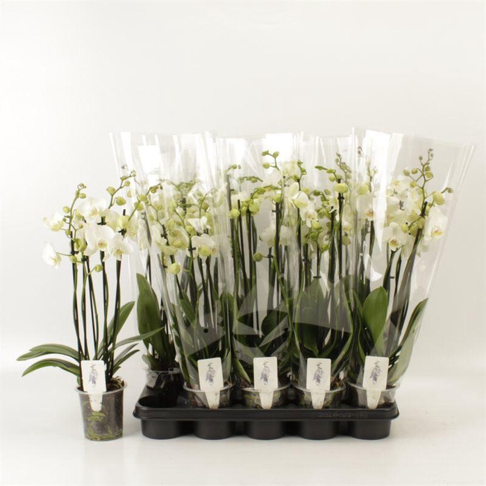 <h4>PHAL OV WIT</h4>