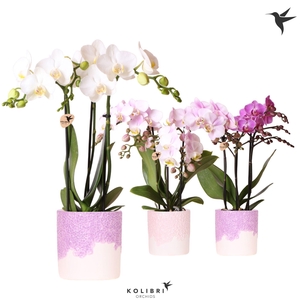 Kolibri Orchids Phalaenopsis mix 3 spike in Bloom pot lila mix