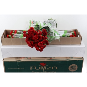 Di St Red Soho Box-OZB-
