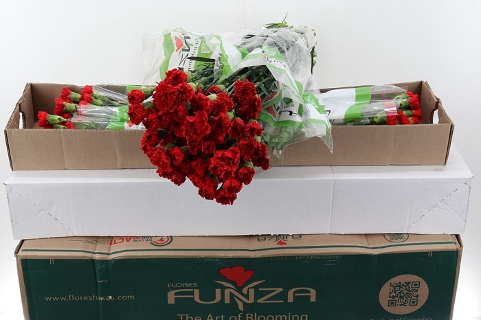 <h4>Di St Red Soho Box</h4>