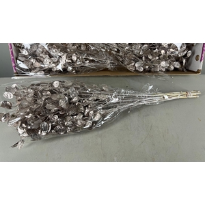 DF Lunaria Bs Champagne