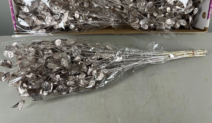 <h4>DF Lunaria Bs Champagne</h4>