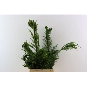 Cryptomeria Japo Cristata Pb