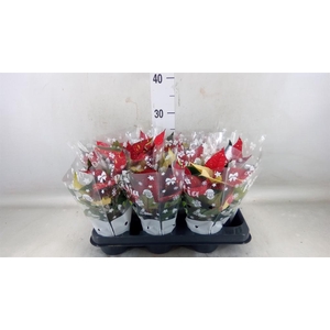 Euphorbia pulc. 'Superba New Glitt'