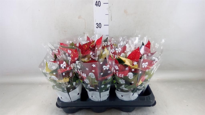 <h4>Euphorbia pulc. 'Superba New Glitt'</h4>