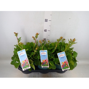 Geum  'Scarlet Tempest'