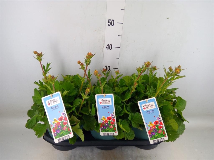 <h4>Geum  'Scarlet Tempest'</h4>