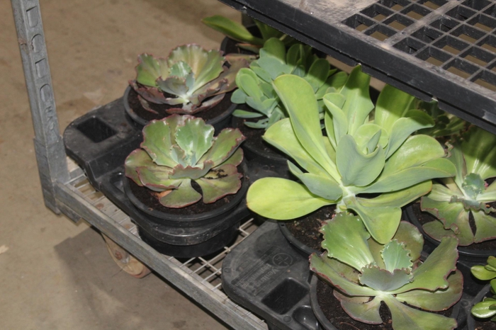 <h4>SUCULENTAS C21</h4>