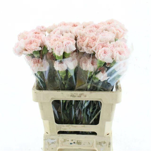 <h4>DI ST MARUCHI</h4>