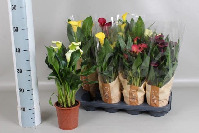 <h4>ZANT GEM 5 KL</h4>