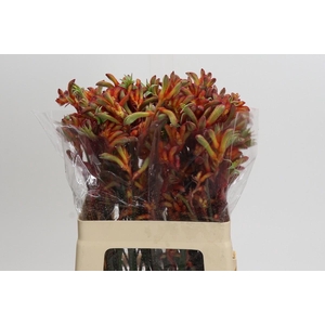 Kangaroo Paw Rampaging Roy Slaven