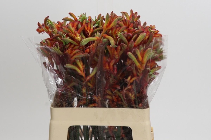 <h4>Kangaroo Paw Rampaging Roy Slaven</h4>