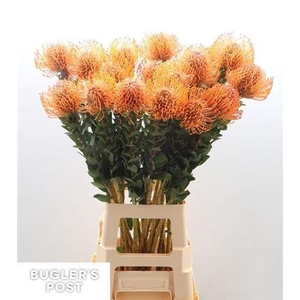 Leuco Ayoba Man Zest