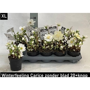 HELL NI WINTER FLEUR