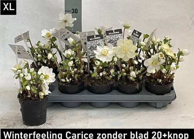 <h4>HELL NI WINTER FLEUR</h4>