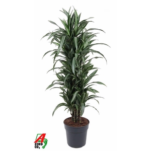 Dracaena Ulises vertakt P31