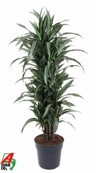 Dracaena Ulises vertakt P31