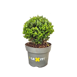 Ilex crenata Dark Green, P23, Bol Ø25cm