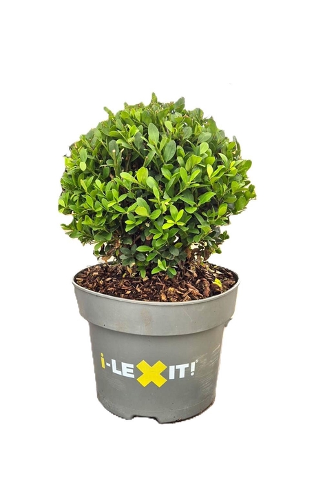 <h4>Ilex crenata Dark Green, P23, Bol Ø25cm</h4>