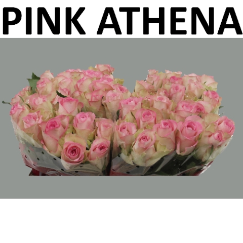 <h4>R GR PINK ATHENA Boxes (V)</h4>