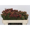 Kaaps Groen Brunia Fragarioides (Clusterstar)