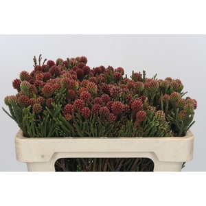 Kaaps Groen Brunia Fragarioides (Clusterstar)