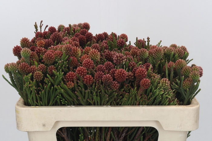 <h4>Kaaps Groen Brunia Fragarioides (Clusterstar)</h4>