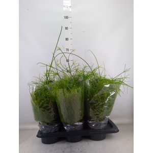 Rhipsalis baccifera 'Oasis'