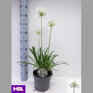 AGAPA HENRYS WHITE