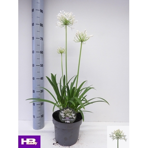 AGAPA HENRYS WHITE