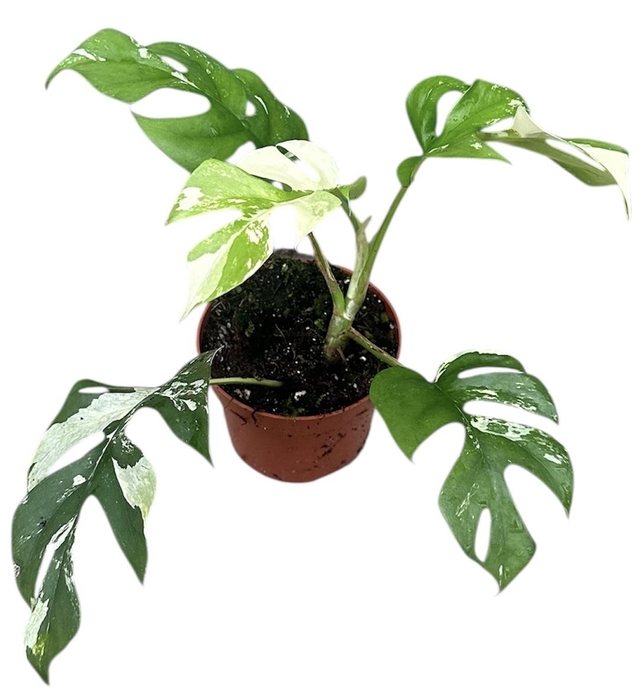 <h4>Rhaphidophora Tetrasperma Variegata</h4>