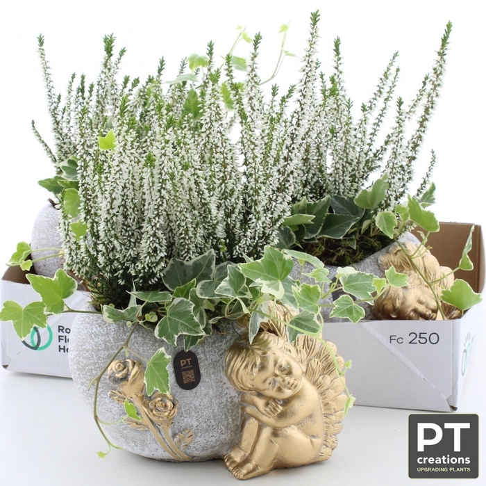 <h4>ARR TUINPLANTEN</h4>