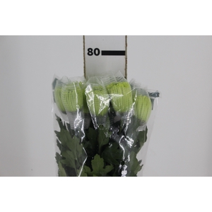 ANASTASIA DARK GREEN 080 CM VERDE