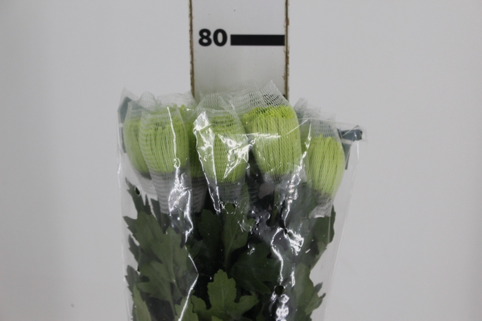 <h4>ANASTASIA DARK GREEN 080 CM VERDE</h4>