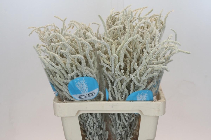 <h4>Amaranthus Yearming Desert</h4>