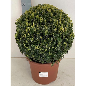 Buxus sempervirens 26Ø 50cm 35Ø