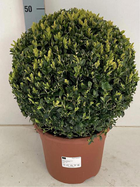 Buxus sempervirens 26Ø 50cm 35Ø