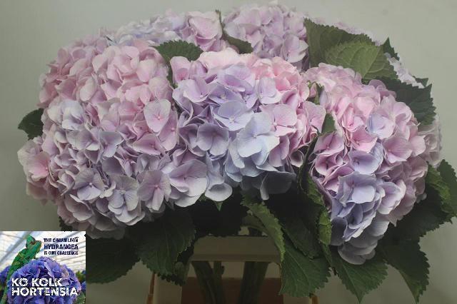 <h4>HYDR M CH VERENA BL</h4>