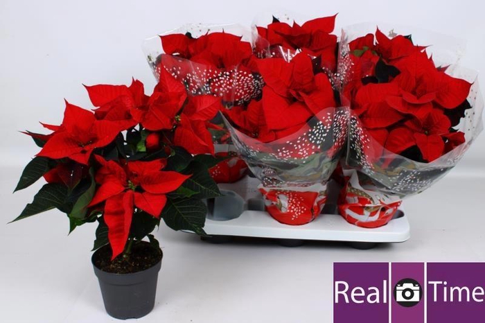 <h4>EUPHOR P CHR EVE</h4>