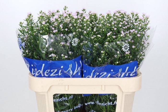 <h4>Aster Claudia</h4>